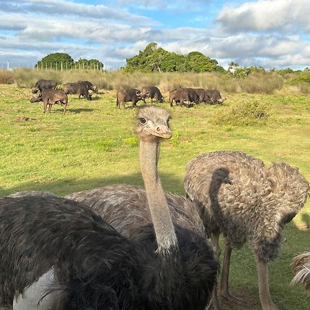 Ostrich Cottage At Les Wings Private Game Farm Groot-Jongensfontein Kültér fotó