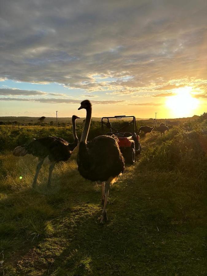 Ostrich Cottage At Les Wings Private Game Farm Groot-Jongensfontein Kültér fotó