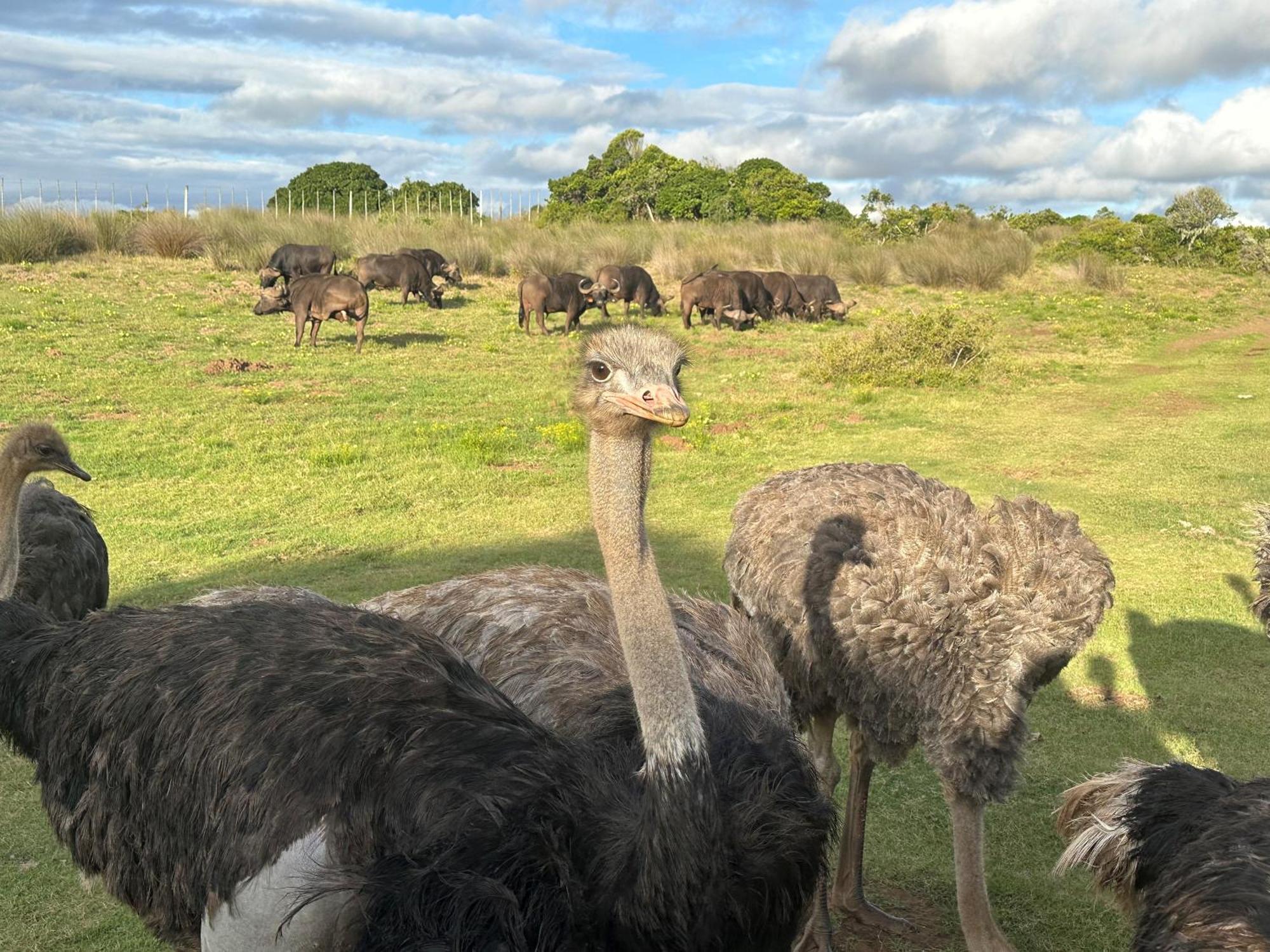 Ostrich Cottage At Les Wings Private Game Farm Groot-Jongensfontein Kültér fotó